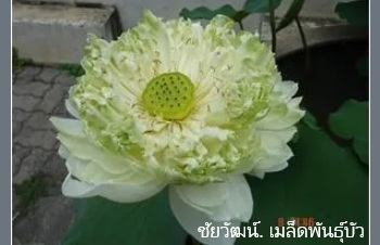 ลักษณะพฤกษศาสตร์ของต้นบัวสัตตบุษย์
