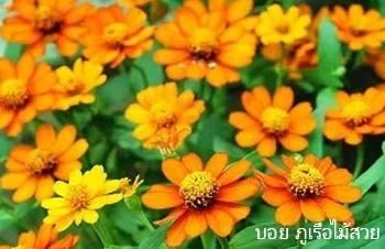 ลักษณะพฤกษศาสตร์ของต้นบานชื่นหนู