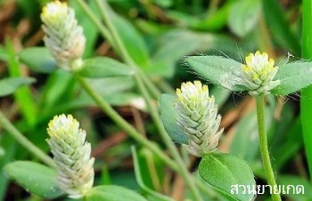 ลักษณะพฤกษศาสตร์ของต้นบานไม่รู้โรยป่า