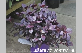 ลักษณะพฤกษศาสตร์ของต้นบานไม่รู้โรยฝรั่ง