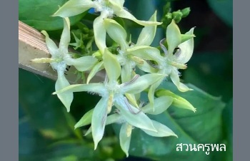 ลักษณะพฤกษศาสตร์ของต้นบุหงารำไป