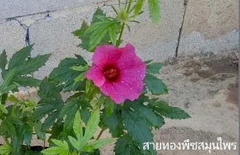 ลักษณะพฤกษศาสตร์ของต้นปอปฏิเวธ