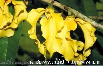 ลักษณะพฤกษศาสตร์ของต้นปาหนันช้าง