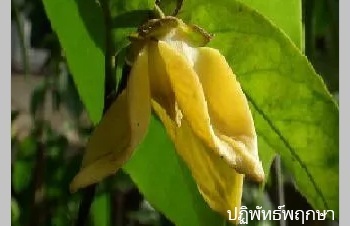ลักษณะพฤกษศาสตร์ของต้นปาหนันขี้แมว