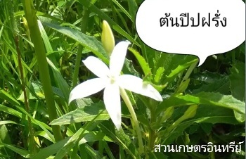 ลักษณะพฤกษศาสตร์ของต้นปีบฝรั่ง