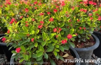 ลักษณะพฤกษศาสตร์ของต้นโป๊ยเซียนแคระ