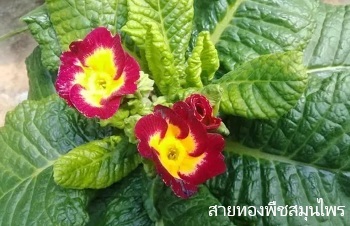 ลักษณะพฤกษศาสตร์ของต้นพริมูลา