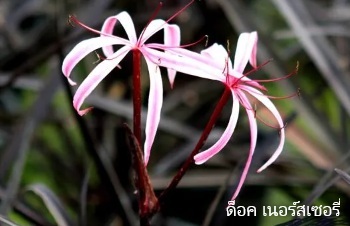 ลักษณะพฤกษศาสตร์ของต้นพลับพลึงดำ