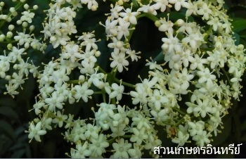 ลักษณะพฤกษศาสตร์ของต้นพวงไข่มุก