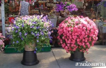 ลักษณะพฤกษศาสตร์ของต้นพิทูเนียเวฟ