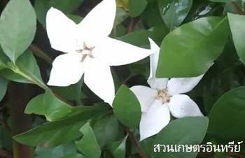 ลักษณะพฤกษสาสตร์ของต้นพุดดุจดาว