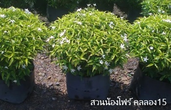 ลักษณะพฤกษศาสตร์ของต้นพุดศุภโชคสีทอง