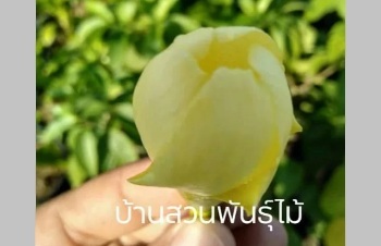 ลักษณะพฤกษศาสตร์ของต้นพุดหัถยา