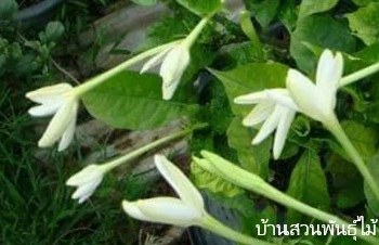 ลักษณะพฤกษศาสตร์ของต้นพุดแอฟริกา