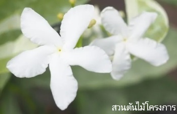 ลักษณะพฤกษศาสตร์ของต้นพุดกังหันใบเงิน