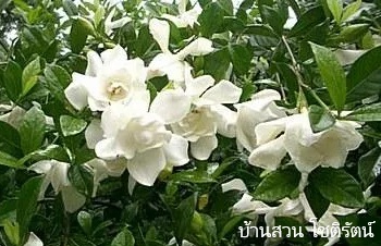 ลักษณะพฤกษศาสตร์ของต้นพุดเก็ดถวา