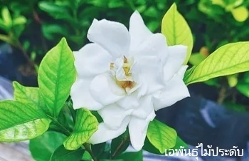 ลักษณะพฤกษศาสตร์ของต้นพุดซ้อนแคระ