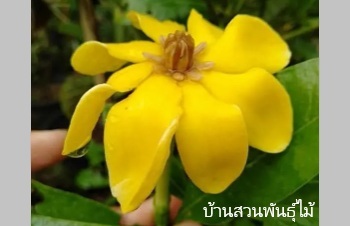 ลักษณะพฤกษศาสตร์ของต้นพุดปาปัวนิวกินี