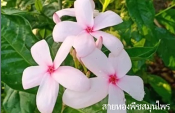 ลักษณะพฤกษศาสตร์ของต้นพุดพวงดวงใจ