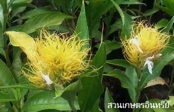 ลักษณะพฟกษศาสตร์ของต้นพู่กันทอง