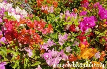 ลักษณะพฤกษศาสตร์ของต้นเฟื่องฟ้าแฟนซี