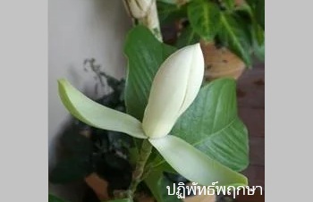 ลักษณะพฤกษศาสตร์ของต้นมณฑาขาว