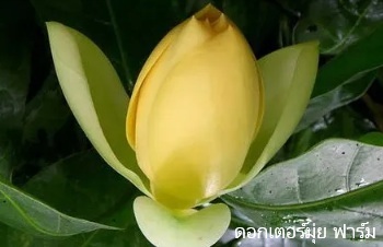 ลักษณะพฤกษศาสตร์ของต้นมณฑาทิพย์