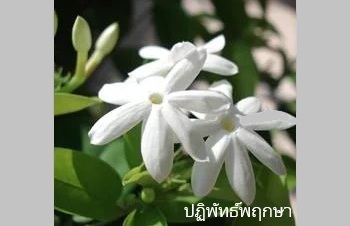 ลักษณะพฤกษศาสตร์ของต้นมะลิซาไก