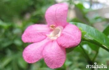 ลักษณะพฤกษศาสตร์ของต้นมุจลินท์
