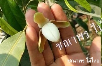 ลักษณะพฤกษศาสตร์ของต้นมณฑาภูจอง