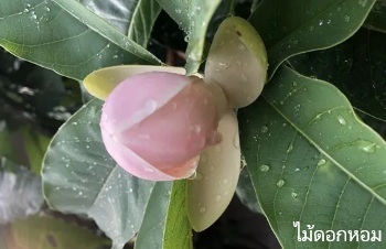 ลักษณะพฤกษศาสตร์ของต้นมณฑาดอย