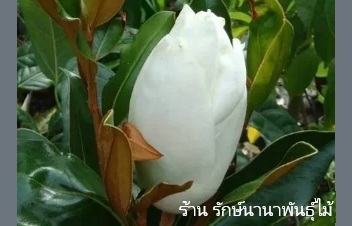 ลักษณะพฤกษศาสตร์ของต้นแมกโนเลียลิตเติ้ลเจมส์
