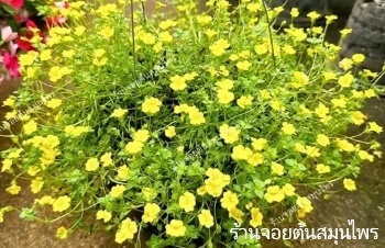ลักษณะพฤกษศาสตร์ของต้นแมคคาโดเนีย