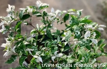 ลักษณะพฤกษศาสตร์ของต้นโมกด่าง