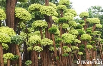 ลักษณะพฤกษศาสตร์ของต้นโมกสีทอง