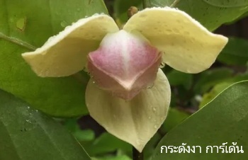 ลักษณะพฤกษศาสตร์ของต้นกลายพรหม