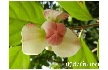 ลักษณะพฤกษศาสตร์ของต้นกลายราชินี
