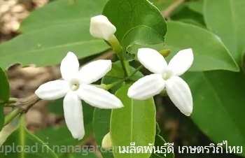 ลักษณะพฤกษศาสตร์ของต้นกลิ่นร่ำ