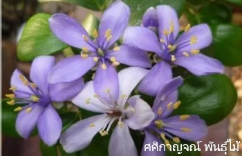 ลักษณะพฤกษศาสตร์ของต้นแก้วเจ้าจอม 4 ใบ