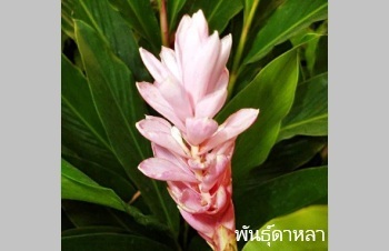 ลักษณะพฤกษศาสตร์ของต้นขิงชมพู