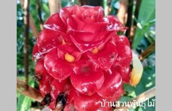 ลักษณะพฤกษศาสตร์ของต้นขิงอินโดนีเซีย