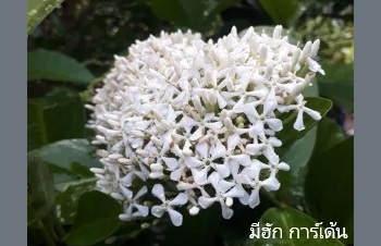 ลักษณะพฤกษศาสตร์ของต้นเข็มขาว
