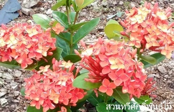 ลักษณะพฤกษศาสตร์ของต้นเข็มญี่ปุ่น