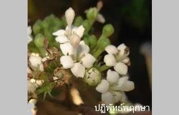 ลักษณะพฤกษศาสตร์ของต้นเข็มดอย