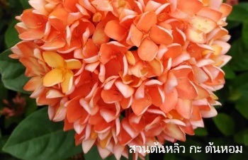 ลักษณะพฤกษศาสตร์ของต้นเข็มบางกรวย