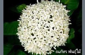 ลักษณะพฤกษศาสตร์ของต้นเข็มพวงขาว