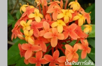 ลักษณะพฤกษศาสตร์ของต้นเข็มทอง