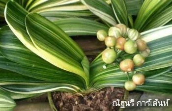 ลักษณะพฤกษศาสตร์ของต้นคลิเวีย