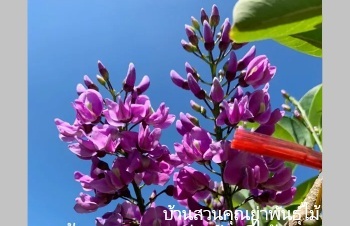 ลักษณะพฤกษศาสตร์ของต้นคูนม่วง