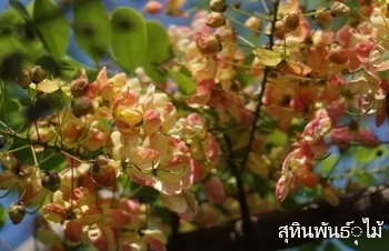 ลักษณะพฤกษศาสตร์ของต้นคูนสายรุ้ง